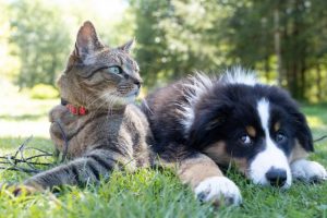 An opportunity to become an RSPCA guardian angel