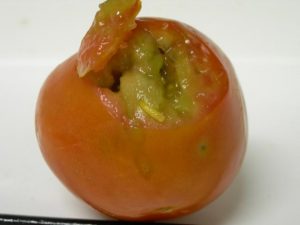 Protecting produce from the Queensland Fruit Fly