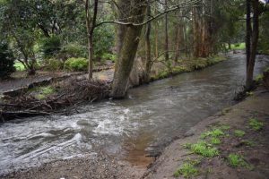 Vegetation works to soon start to support the Yarra River