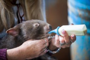 Three… wombat facts
