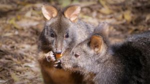 Visitors enjoying sprightly Pademelons at Healesville Sanctuary
