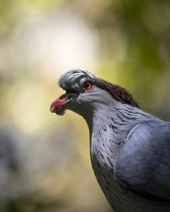 Topknot pigeons shaking off the stigma
