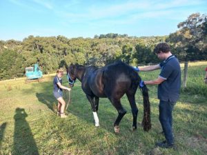 Hoddles Creek and Macclesfield CFA teaching you how to save a large animal in peril