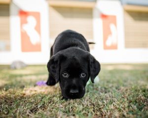 Give the gift of a guide dog
