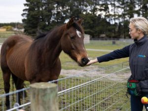 RSPCA course to help ensure new and future horse owners know what to do