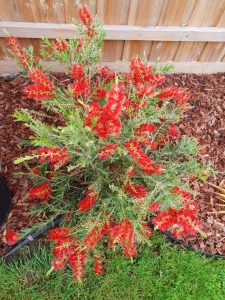 Turning your backyard into a wildlife garden
