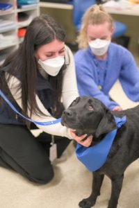 Therapy dog soothing staff at Maroondah Hospital