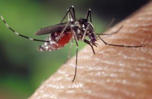 First recorded Murray Valley encephalitis virus case and death since 1974 in Victoria