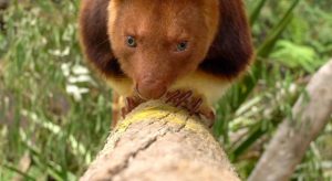 New smells stimulating Sanctuary’s tree-kangaroos