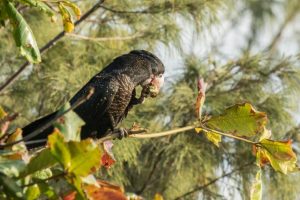 Volunteer Garden Guides wanted