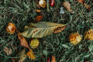 Three… autumn plants set to strike