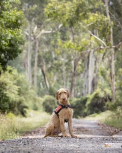Healesville Sanctuary’s detection dog squad has new addition