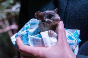 Commemorating the rediscovery of the Leadbeater’s Possum