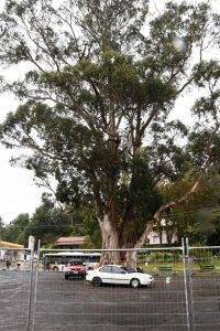 Warburton tree removal halted by protester