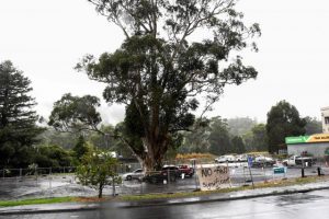 Warburton tree removal continues to be a point of contention