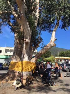 Historic Warburton Mountain Grey Gum sees final days