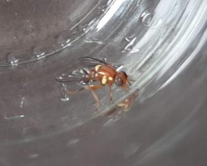 Further detection of Queensland Fruit Fly in four townships including Wandin North