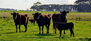 Agriculture Victoria warns pastures may need more care after wet recent months