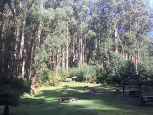 Tree blasting trialled in McMahons Creek ahead of planned burn