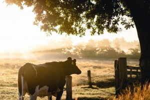 RACV and Neighbourhood Watch urge farmers to address crime concerns