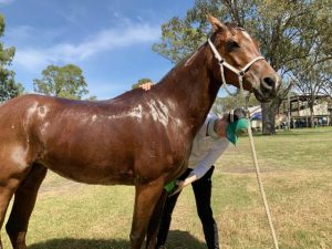 Three… facts about horses