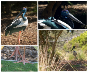 Big bird on the mend at Healesville Sanctuary