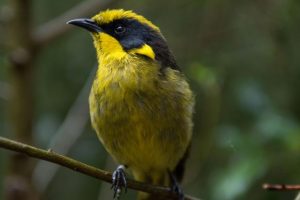 20 more Helmeted Honeyeaters released into Warburton wilderness