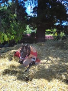 Horse Talk