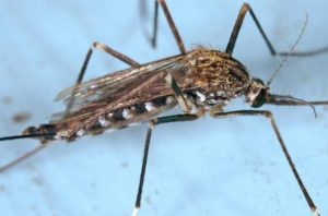 Japanese Encephalitis warning for long weekend holidaymakers