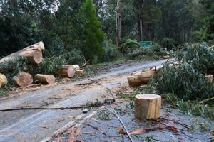 Yarra Ranges Council invite community to respond to latest Storm and Pandemic Survey
