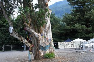 Weighing up alternatives for the Warburton Tree