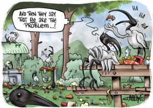 CARTOON: Irritating ibis