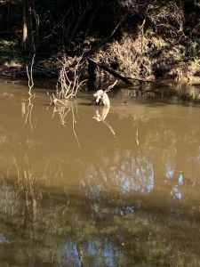 Dog found drowned in Yarra Glen