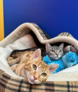 A purrr-fect result for Animal Aids Appeal