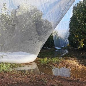 Yarra Ranges primary producers eligible for hailstorm damage loans