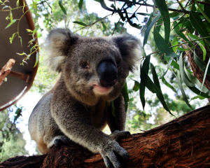 Dentist trip for Healesville Sanctuary koala ‘Dindi’