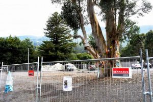 Police engaged again regarding Warburton Tree