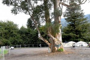 Warburton Tree saga takes another turn