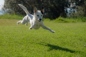 Foster dog in need in Warburton