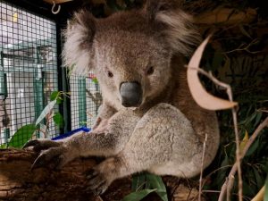 Local wildlife shelter nursing sick koala found in Woori Yallock
