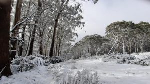 Winter snow hits Mt Donna Buang