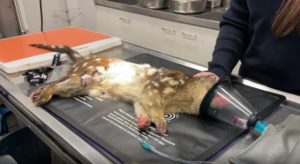 Rare marsupial returned after rescue from chicken coop