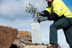 Join Upper Yarra Landcare for a Planting Day on Sunday