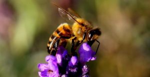 Join in for a Protecting Pollinators webinar
