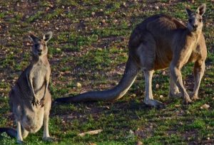 Just over a third of Kinley Kangaroos survive after Lilydale relocation