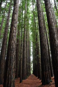 Draft designs released for Redwood Forest upgrades