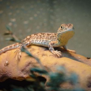 Reptile thought to be extinct rediscovered in Victoria
