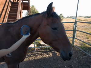 Horse Talk