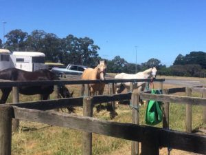 Horse Talk