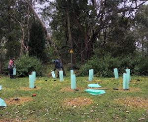 Community planting in Seville